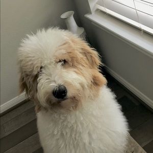 Meet your Posher, Sara